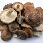 Empresa incubada é pioneira na produção de cogumelos comestíveis