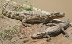 O jacaré é um animal típico da região