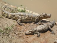 O jacaré é um animal típico da região