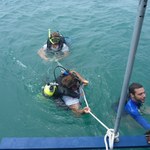 Projeto  internacional pesquisa a biodiversidade dos moluscos marinhos