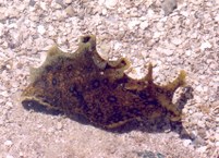 Aplysia dactylomela