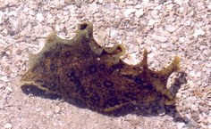 Aplysia dactylomela