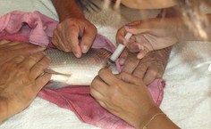 Prática de aplicação de hormônios em peixes