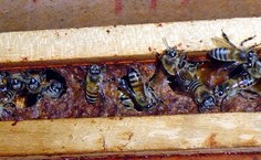 Uso farmacêutico da propólis vermelha é uma das pesquisas da Esenfar