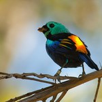 Pesquisa sobre aves endêmicas é tema de programa Terra e Mar