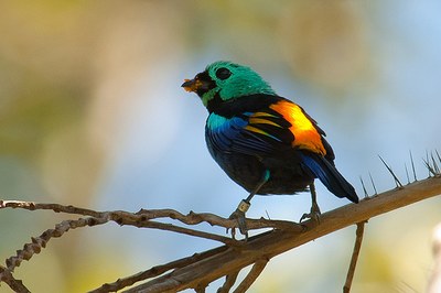 Ave endêmica da Mata Atlântica "Pintor Verdadeiro"