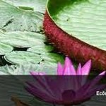 Catálogo Verde disponibiliza projetos da Incubal