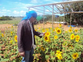 Cultura do girassol é pesquisada no Semiárido alagoano para produção industrial