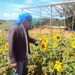 Cultura do girassol é pesquisada no Semiárido alagoano para produção industrial