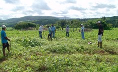 Dmensionando a área experimental