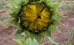 Estado de florescência do Girassol