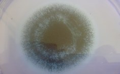 Fungo isolado de ambiente climatizado produtor de micotoxinas