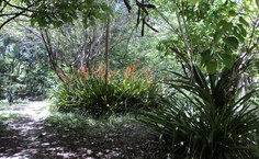 Arboretum de Alagoas