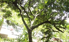 Pau-brasil no arboretum