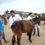 Projeto Carroceiro Vet Legal realiza ações com criadores de equídeos