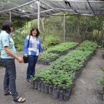 Usina Coruripe, Arboretum e Sempma doam mudas de árvores para Ufal