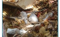 Resíduos dos túmulos jogados junto com o lixo comum