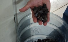 Cascas de sururu também são aproveitadas na pesquisa, ao invés de serem despejadas em aterro sanitário