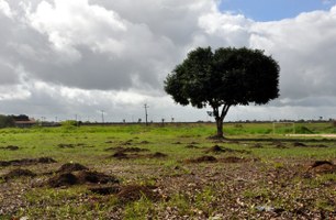 Vítimas da violência em Alagoas serão lembradas com criação de bosque