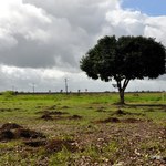Vítimas da violência em Alagoas serão lembradas com criação de bosque