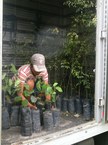 Mudas nativas da caatinga do Projeto de Manejo Florestal para combate à desertificação