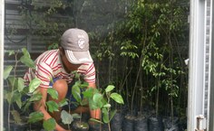 Mudas nativas da caatinga do Projeto de Manejo Florestal para combate à desertificação