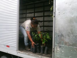 Projeto destina mudas do Arboretum para assentamento do interior