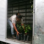 Projeto destina mudas do Arboretum para assentamento do interior