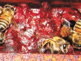 Ufal indica o registro da Própolis Vermelha alagoana