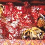 Ufal indica o registro da Própolis Vermelha alagoana