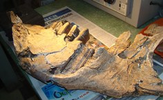 Mandíbula de Mastodonte (semelhante ao Elefante) é um dos fósseis encontrados no Estado de Alagoas