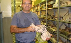 Vértebra de Preguiça Gigante é um dos fósseis que compõem o acervo do MHN