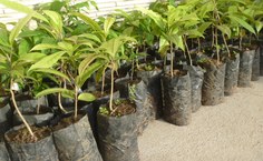 Espécies nativas foram plantadas na área externa do novo prédio do ICBs