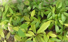 Mudas doadas pelo professor Normande e pela usina Coruripe