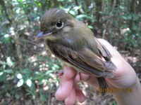 Maceió sedia simpósio nacional para discutir conservação de aves da Mata Atlântica