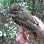 Maceió sedia simpósio nacional para discutir conservação de aves da Mata Atlântica
