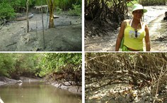 A pesquisadora Jadna Moreira faz a coleta das amostras de ostras de mangue para a pesquisas
