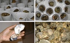 Material coletado para análise científica na Faculdade de Nutrição