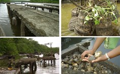 Tabuleiros de cultivo do molusco