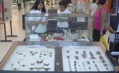 Besouros são a grande atração da exposição