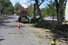 Poda de árvores pela equipe da Prefeitura de Maceió