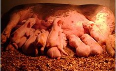 Suinos nascidos no Ceca