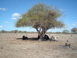 Pesquisas de campo no sertão alagoano rendem fotografia premiada