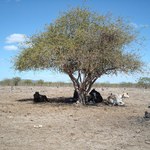 Pesquisas de campo no sertão alagoano rendem fotografia premiada