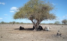 Sombra sem água fresca, de Elayne Pollyanna Alves da Silva