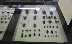 Acervo da Exposição