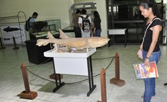 Jessica Mota observa atentamente o conhecido tubarão-lixa