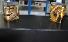 Serpentes Cascável e Jiboia da Exposição Biodiversidade Alagoana