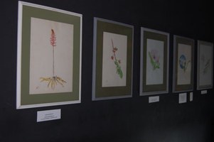 Para além do bisturi: exposição relaciona arte e ciência