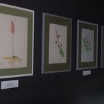 Para além do bisturi: exposição relaciona arte e ciência